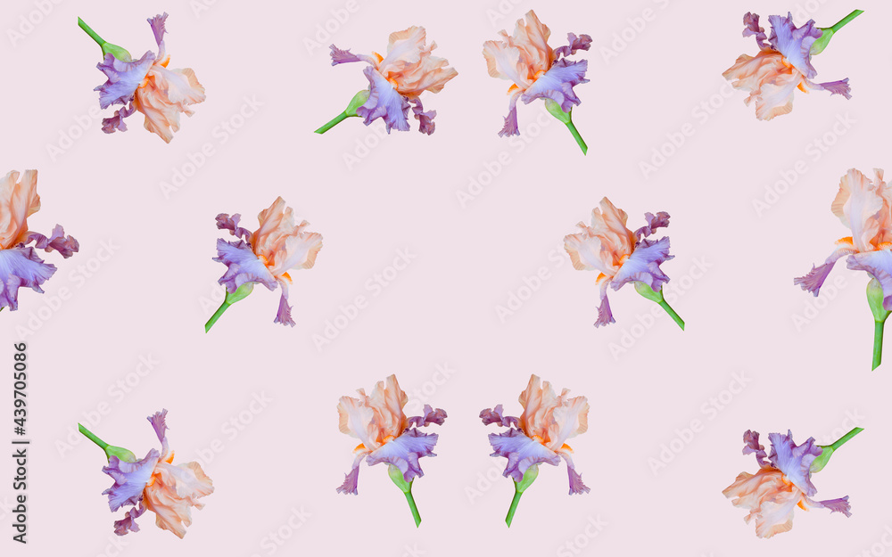 pattern with purple iris flowers