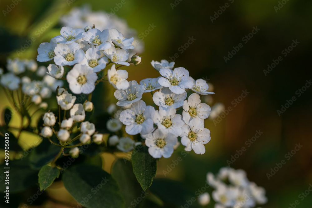 Spiraea cantoniensis on blurred background Spiraea cantoniensis on blurred background
