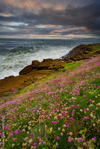 Sea thrift flowers in bloom at sunset on the Oregon coast near Depoe Bay Oregon