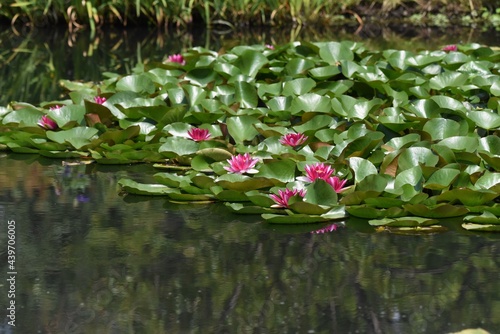 Water lily. Nymphaeaceae aquatic perennial plant.