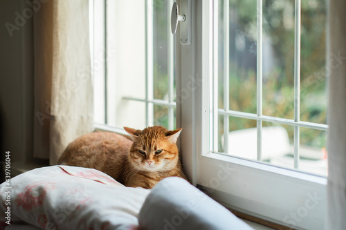 Irritated cat lies on windowsill photo