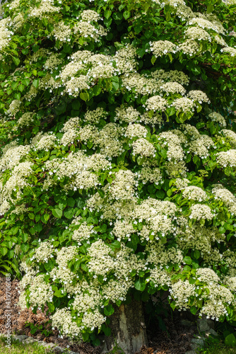 Climbing hydrangeas on tree in garden
 photo