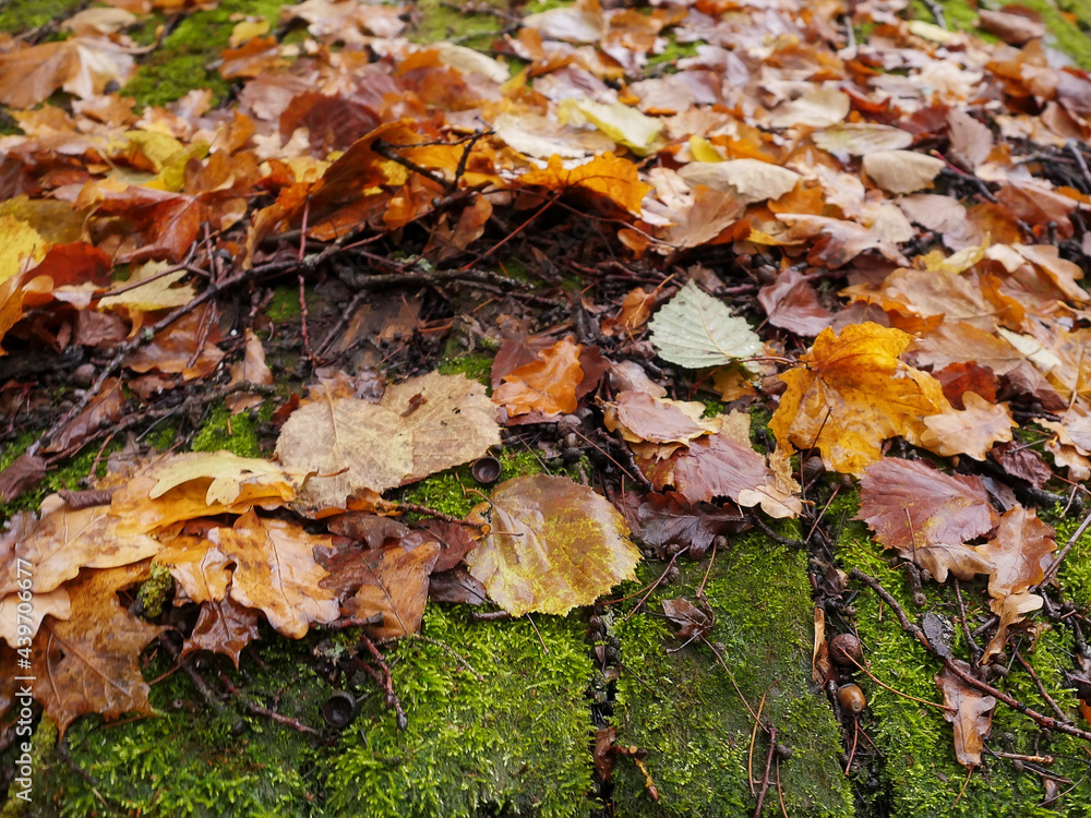 Fallen brown color leaf on a green moss covering old wooden roof, autumn or fall season. Selective focus. Nobody Fallen brown color leaf on a green moss covering old wooden roof, autumn or fall season. Selective focus. Nobody