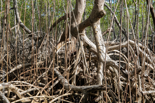 Roots of mangrove trees growing in water. Dominican Republic, Samana bay. Close-up © Anzhela