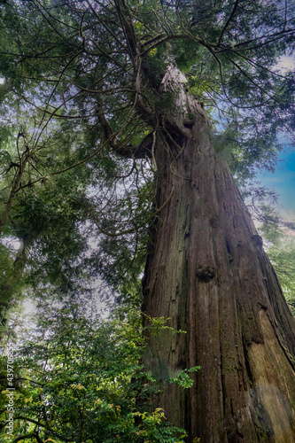 an old growth cedar tree in a park near Rockaway on the Oregon coast