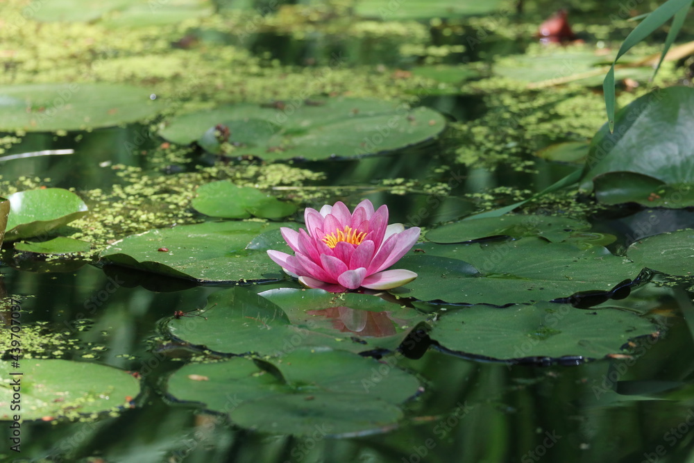 Beautiful Botanical Garden Flowers Leaves and Petals Beautiful Botanical Garden Flowers Leaves and Petals