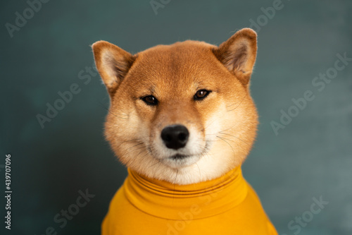 Shiba inu dog