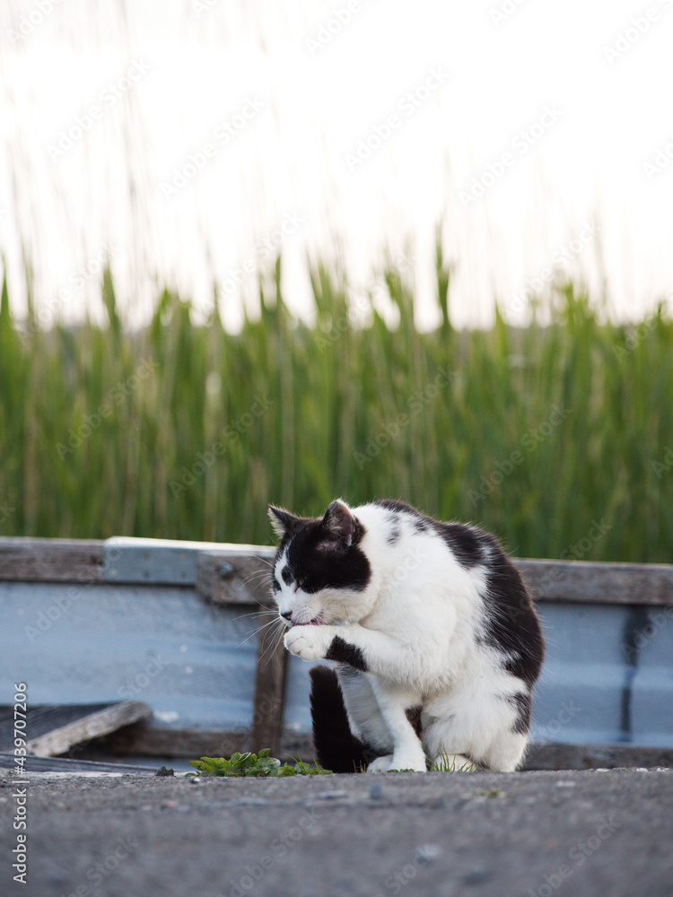 Black and white color cat licking himself by boat on a lake. Wild nature, beautiful animal. Black and white color cat licking himself by boat on a lake. Wild nature, beautiful animal.
