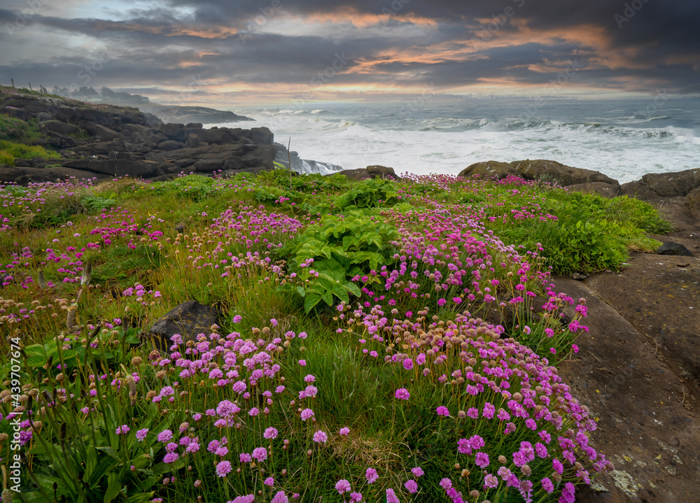 Sea thrift flowers in bloom at sunset on the Oregon coast near Depoe Bay Oregon