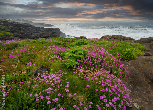 Sea thrift flowers in bloom at sunset on the Oregon coast near Depoe Bay Oregon