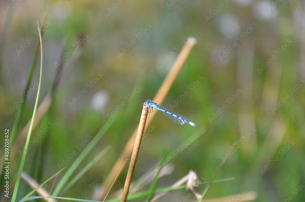 blue damselfly / odonata