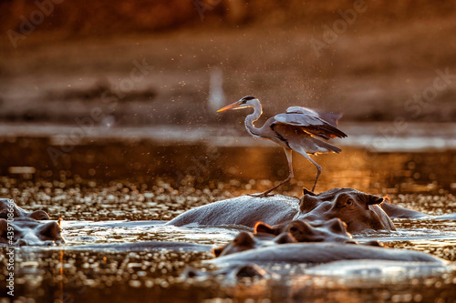Konstfotografi Grey heron (ardea cinerca) fishing from the back of a hippopotamus in a lake wit