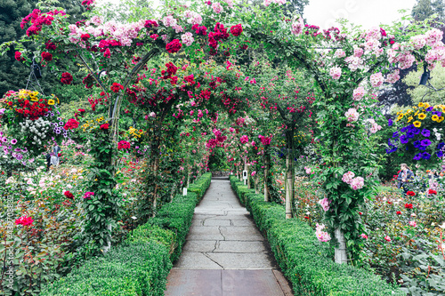 Rose garden walkway in botanical garden photo