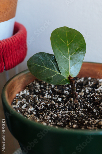 Two baby leaves on a brand new fiddle leaf fig tree photo