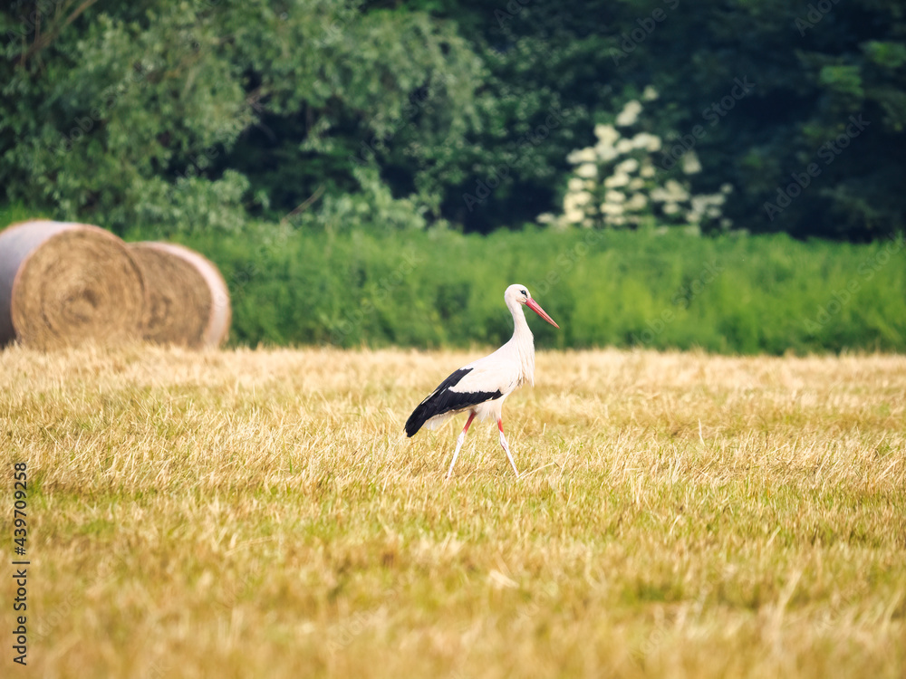 Fototapeta premium white stork in the grass