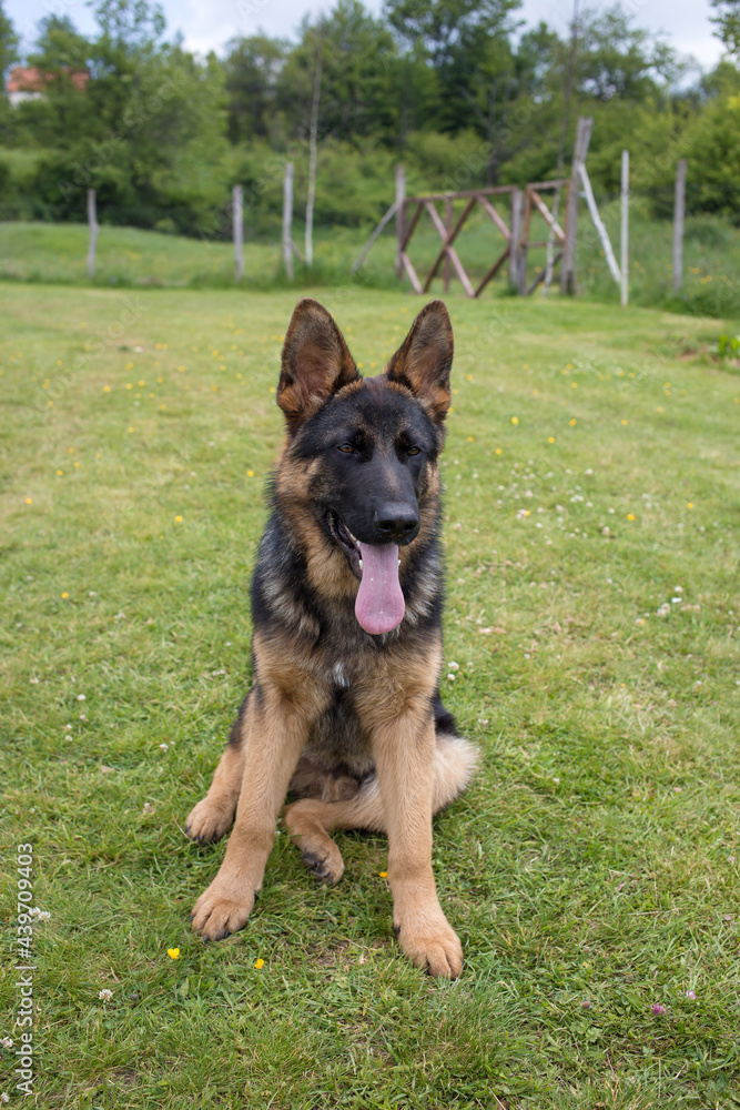 Young German Shepherd dog sitting on the grass