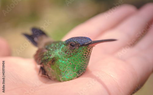 colibrí photo