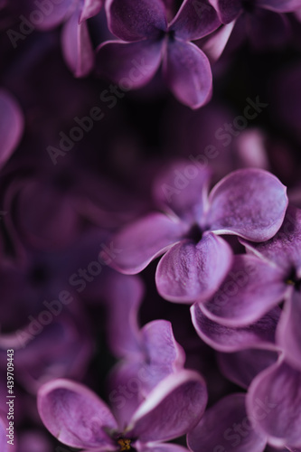 Macro lilac background photo