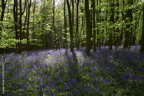 Bluebells in dense woodland at sunset. South Weald, Essex, UK. photo