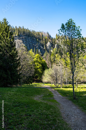 Vertical shot of a pathway by the Feldbergsee Lake captured near the Black Forest, Germany photo