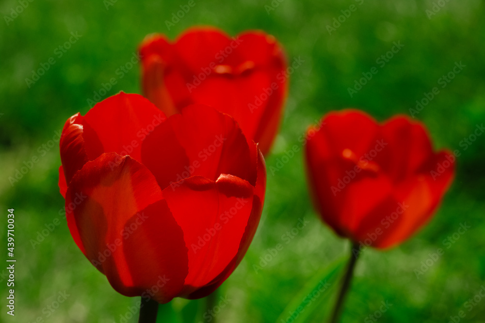 Colourful tulip with blurred background Colourful tulip with blurred background