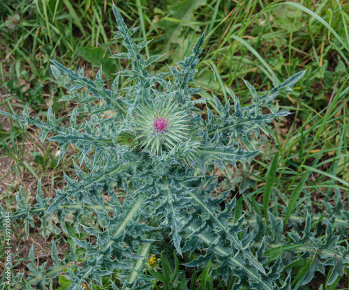 A dwarf thistle (Cirsium acaule) with rosette and single purple pink flower growing on Salisbury Plain, Wiltshire photo