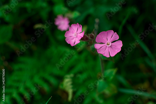 beautiful summer wild  flowers on field photo