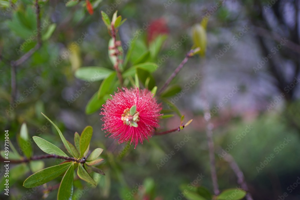 Bottlebrush with dew early in the morning Bottlebrush with dew early in the morning