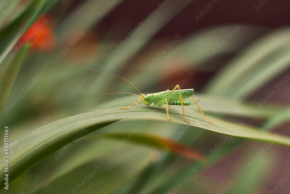 Detail of an Oak Bush Cricket (Mecouema thalassinum) UK. Detail of an Oak Bush Cricket (Mecouema thalassinum) UK.