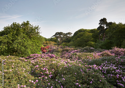 Rhododendron trees in flower, viewed from above. Norfolk, UK. photo