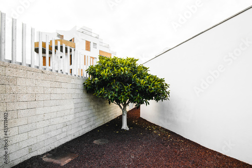 A tree cornered between two walls.