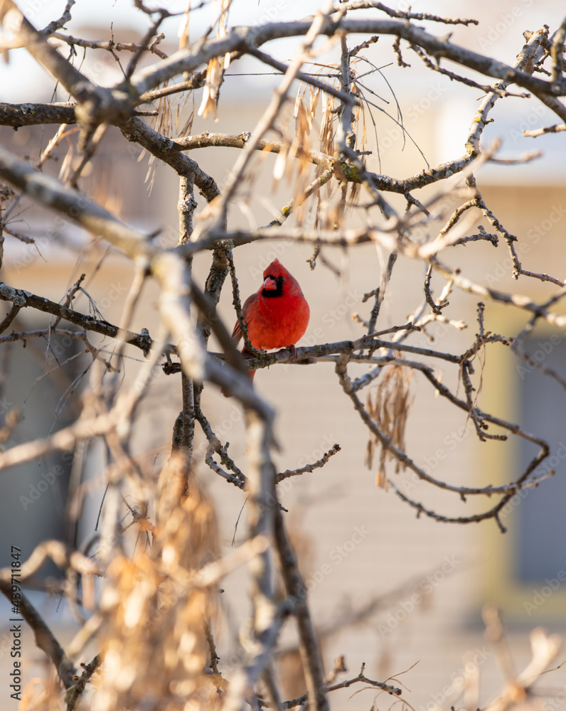Cardinal rouge posé sur la branche d'un arbre au printemps lors d'une journée ensoleillée en ville Cardinal rouge posé sur la branche d'un arbre au printemps lors d'une journée ensoleillée en ville