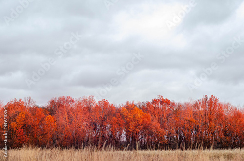 Red Fall Trees photo