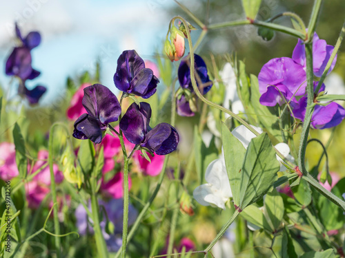 OLYMPUS Dark purple sweet pea, Lathyrus odoratus, flowers blooming in a summer garden, colorful flowers on a background, closeup with selective focus CAMERA