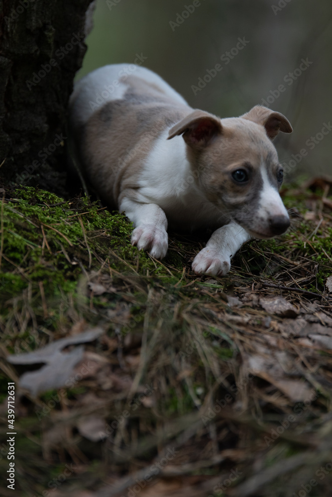 Whippet Welpen das erste mal im Wald Whippet Welpen das erste mal im Wald