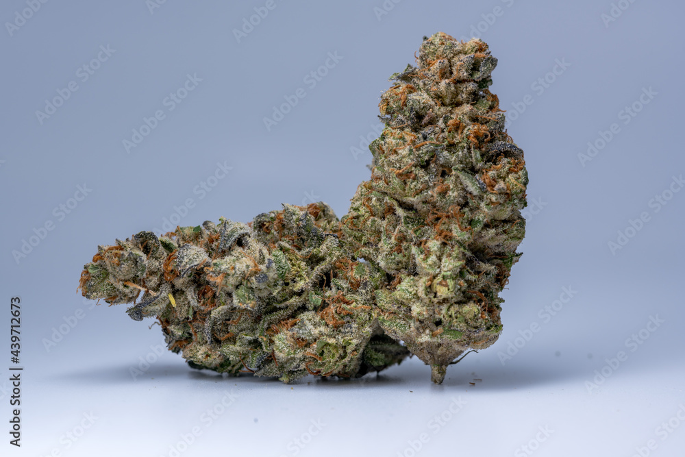 Cannabis Flower Macro - Strain: Forest Park Purple Cannabis Flower Macro - Strain: Forest Park Purple
