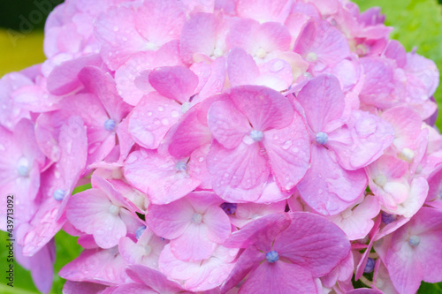 Fototapeta Naklejka Na Ścianę i Meble -  梅雨の時期に鮮やかな色の花を咲かせて楽しませてくれる紫陽花。雨上りの水滴が残る花びらをマクロレンズでクローズアップ。ピンクの紫陽花の花言葉は「元気な女性」「強い愛情」