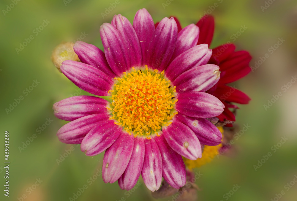 pink and yellow flower top view shaped like a daisy