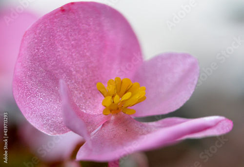 closeup of some beautiful pink flower