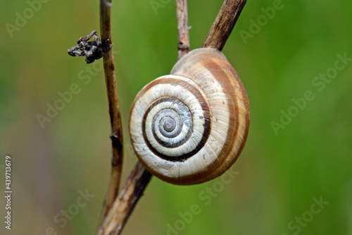 Foto Gemeine Heideschnecke, Westliche Heideschnecke // Heath snail (Helicella itala)