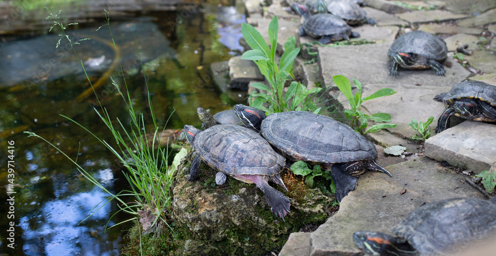 Fototapeta premium Turtle Island. Family of sea turtles on rocks