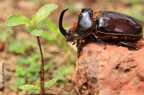 rhinoceros beetle on stone © SuGak