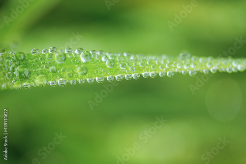 Droplets on grass photo