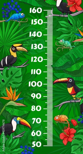 Kids height chart with cartoon toucan birds and chameleons in jungle tropical leaves. Vector growth measure wall meter with centimeter ruler scale on background of exotic animals, lizards, and flowers