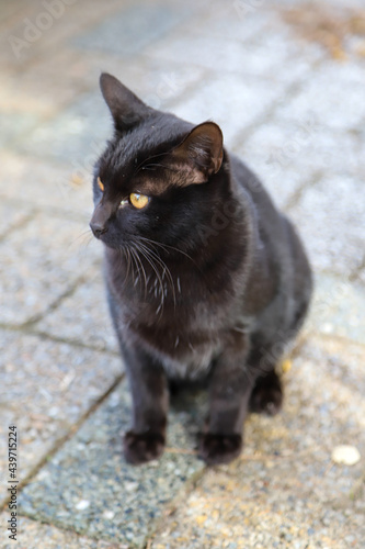 公園の黒猫 © ykimura65