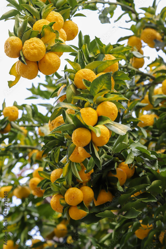 黄色い実が沢山実った柚子