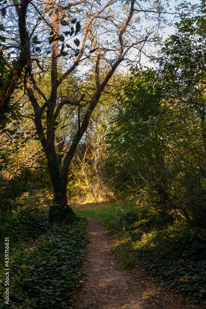 beautiful trail surrounded by trees and vegetation