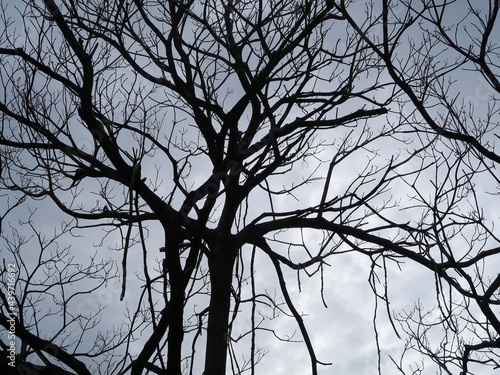 Silhouette of dead tree on blue sky in the winter. Tree of fear, halloween concept.