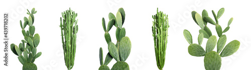 Fotografia Set with beautiful cactuses on white background. Banner design