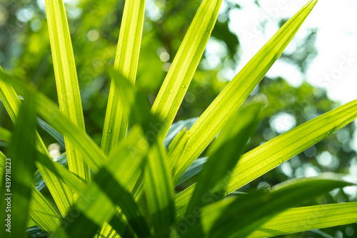 green leaves natural background wallpaper  texture of leaf  leaves with space for text